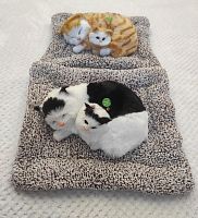 "Кошка с котенком" во Рубцовске